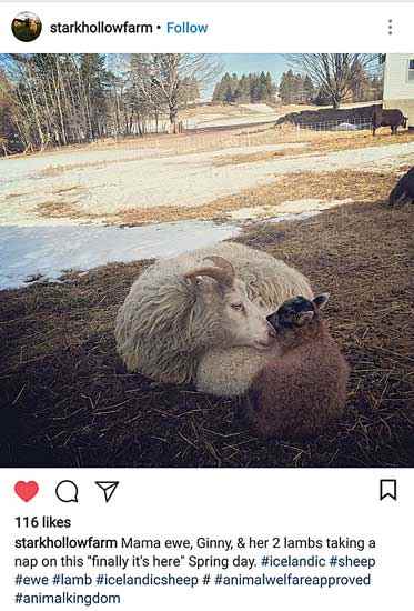 My mama ewe, Ginny, and her two lambs take a nap on this “it’s finally here” spring day. Icelandic sheep are a hardy, primitive breed with spirited demeanors and lovely, lustrous fleeces of many natural colors. Here, a first-time mom takes care of her twin lambs on a brisk spring day. We at Stark Hollow Farm raise Animal Welfare Approved heritage breed animals.
Stark Hollow Farm - Danville, Vermont
